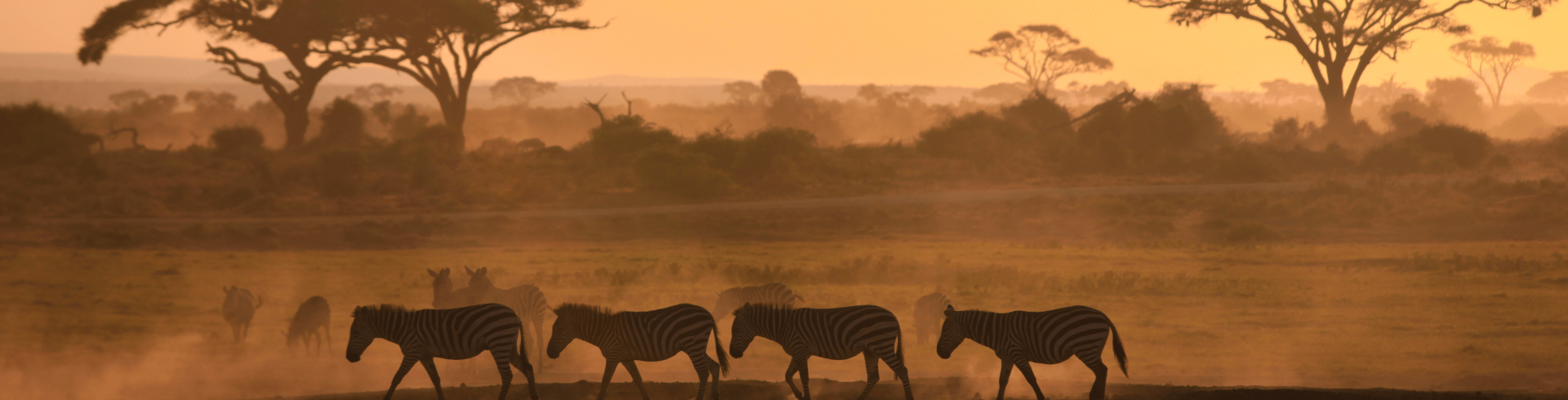 Essncias da frica Austral - Zimbbue & frica do Sul